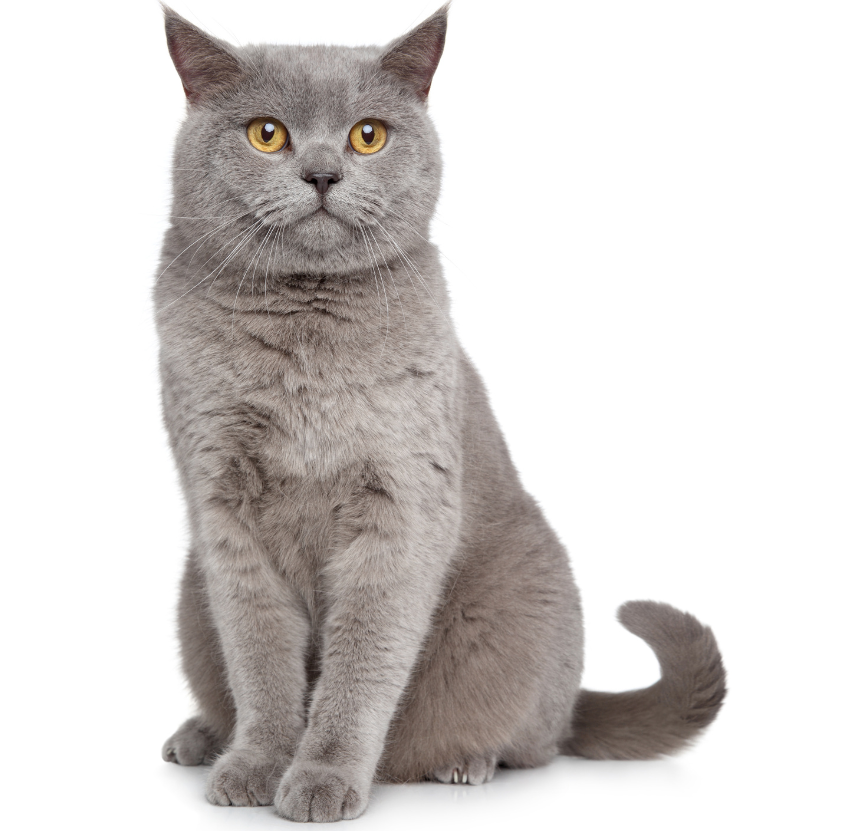 Pet-Filhotes Matsudapet