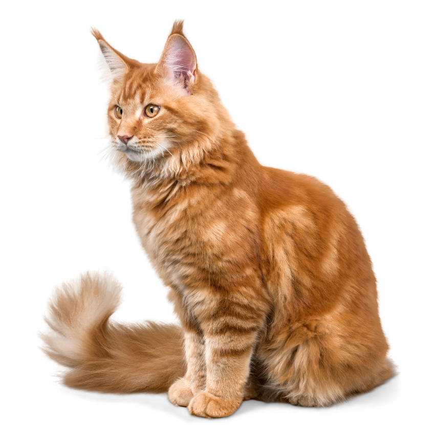 Pet-Gatos Adultos Mline Matsudapet