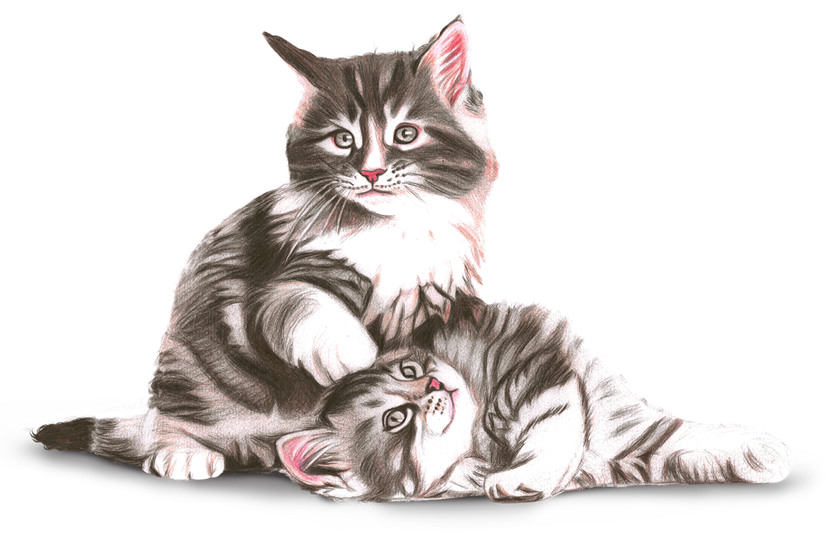 Pet-Filhotes Matsudapet